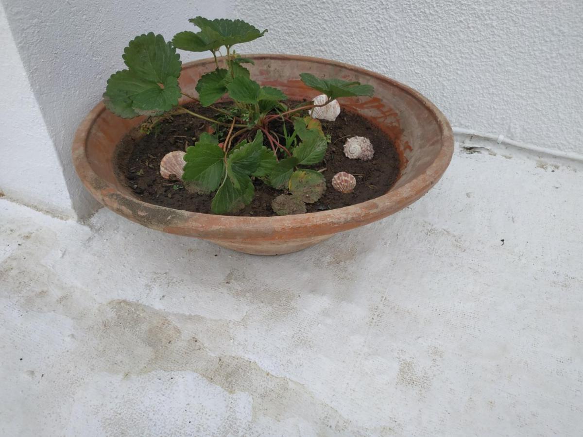 Villa Kotetsi - Rooms To Let - Volissos - Chios エクステリア 写真